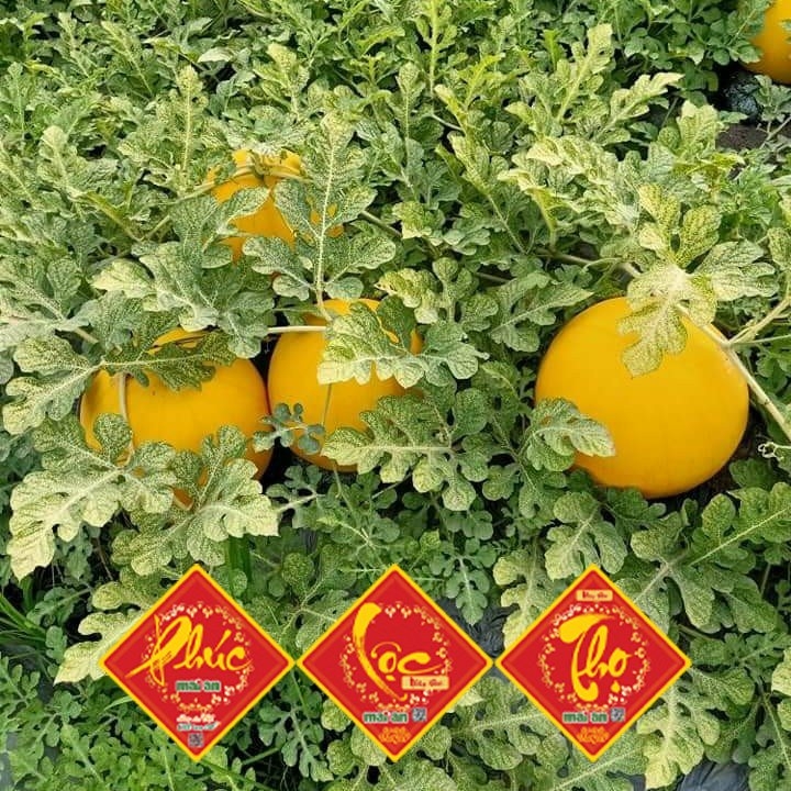 Dưa Hấu Hồng Cúc (Vỏ Vàng Ruột Đỏ) (PTCT: An Toàn) (Lẻ/Kg)