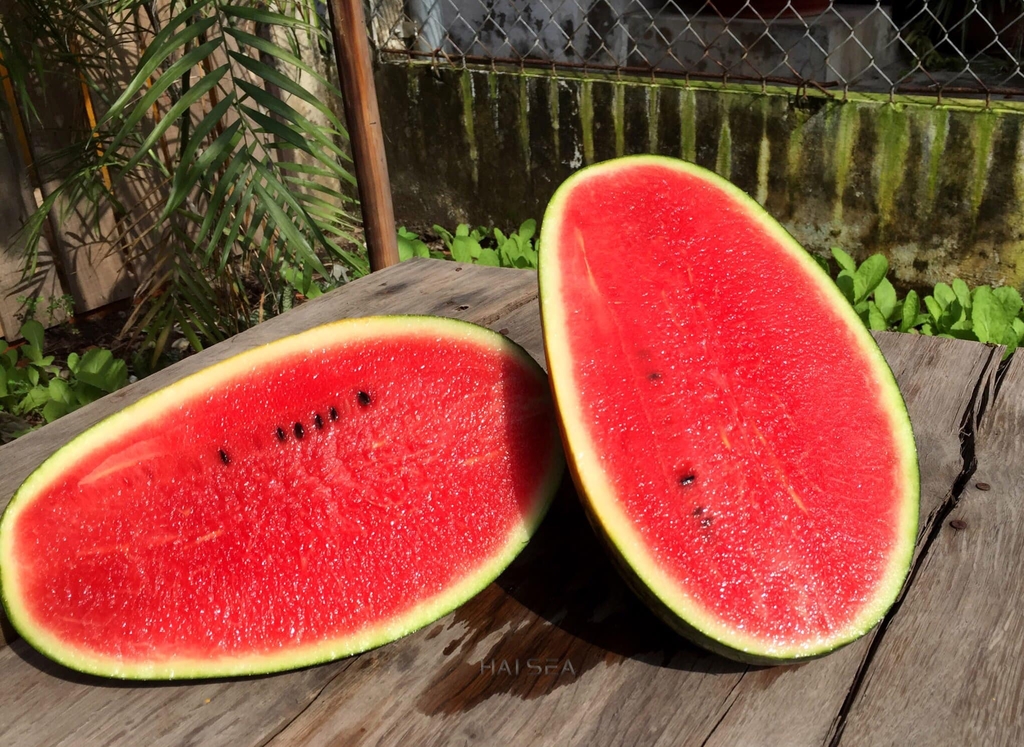 Dưa Hấu Dài Đỏ Có Hạt - PTCT An Toàn