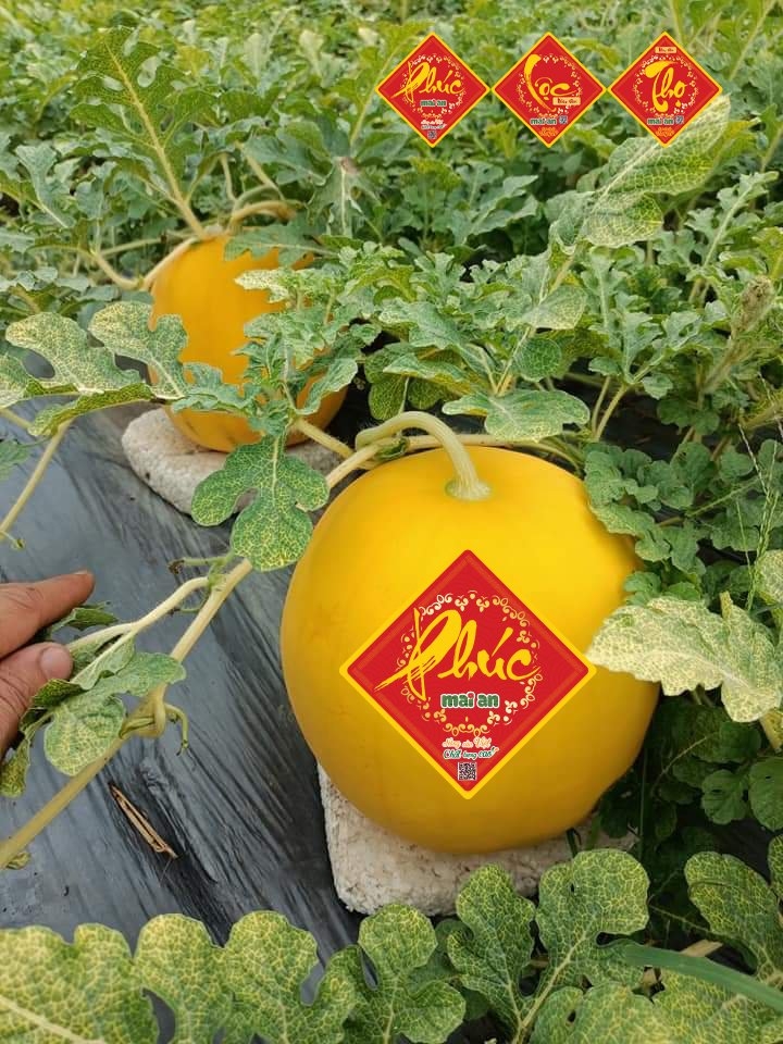 Dưa Hấu Hồng Cúc (Vỏ Vàng Ruột Đỏ) (PTCT: An Toàn) (Lẻ/Kg)