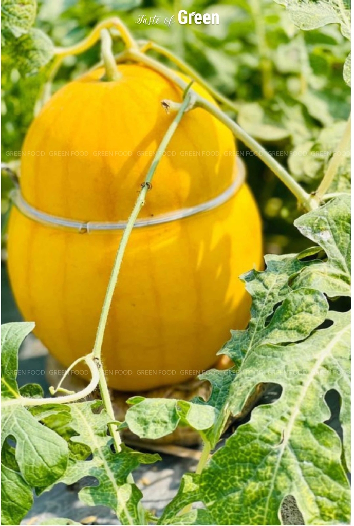 Dưa Hấu Hồ Lô – Món Quà Phong Thủy Độc Đáo Cho Mâm Cỗ Tết 2025