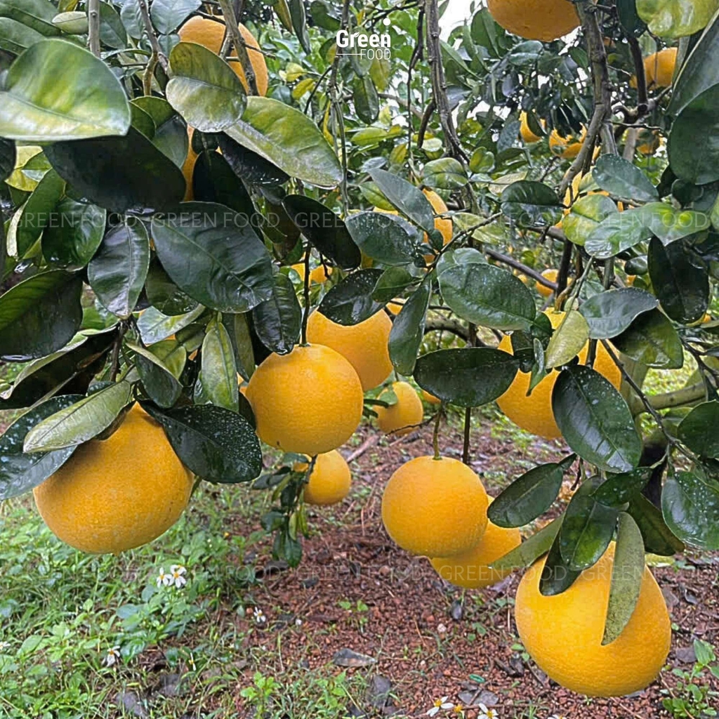 Bưởi Diễn – Quà Tết 2025 Tốt Cho Sức Khỏe Tại Sài Gòn