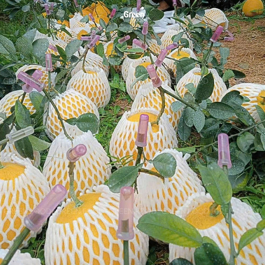 Bưởi Diễn – Quà Tết 2025 Tốt Cho Sức Khỏe Tại Sài Gòn