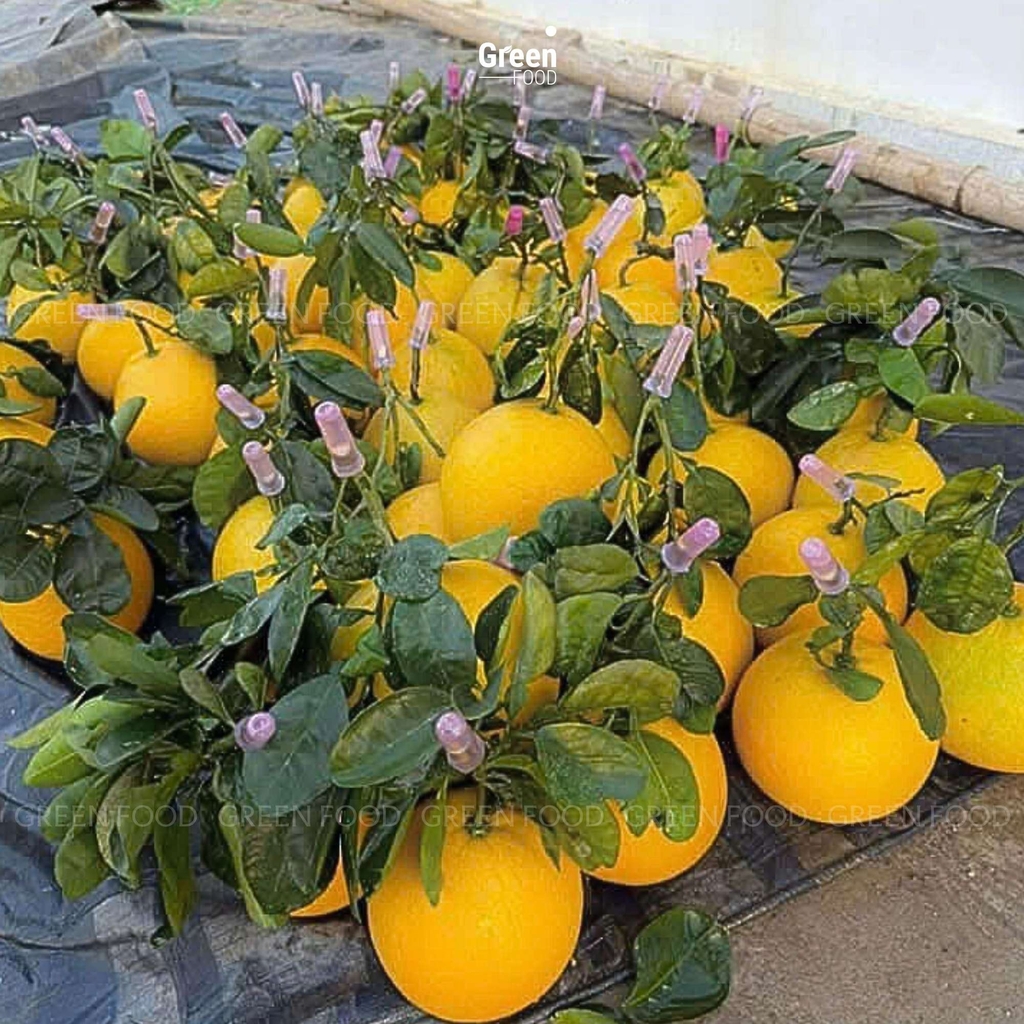 Bưởi Diễn – Quà Tết 2025 Tốt Cho Sức Khỏe Tại Sài Gòn