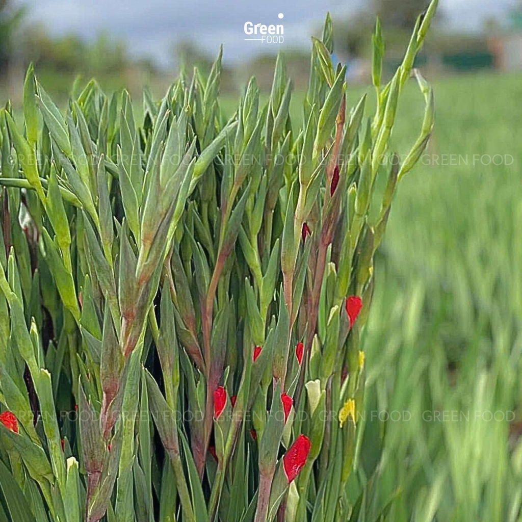 Hoa Lay Ơn Đỏ – Mang Lộc, Mang May Mắn Về Nhà Mỗi Dịp Lễ Tết