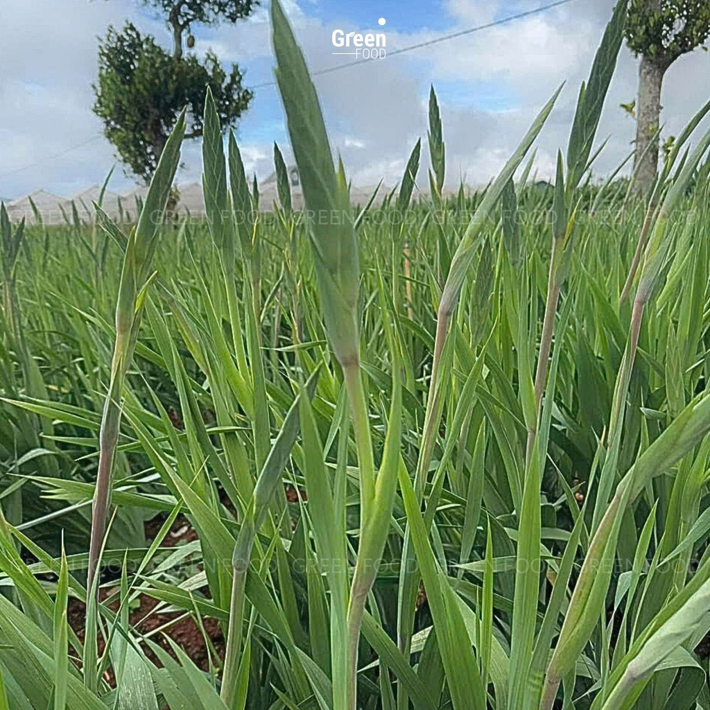 Hoa Lay Ơn Đỏ – Mang Lộc, Mang May Mắn Về Nhà Mỗi Dịp Lễ Tết