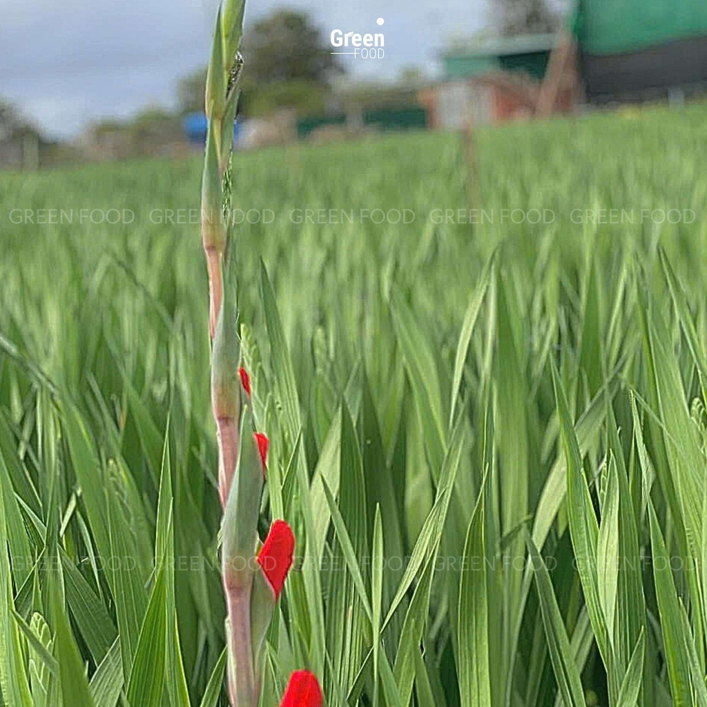 Hoa Lay Ơn Đỏ – Mang Lộc, Mang May Mắn Về Nhà Mỗi Dịp Lễ Tết