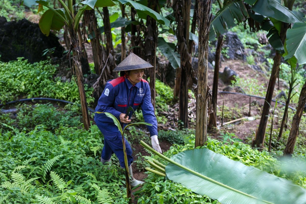 Câu chuyện về những chiếc bánh Ngô H'mong...