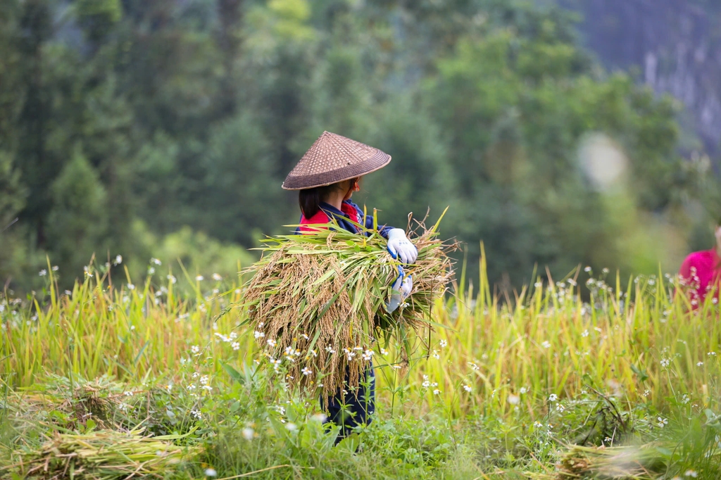 H'MONG VILLAGE MÙA NGÀY THU HOẠCH LÚA MỚI