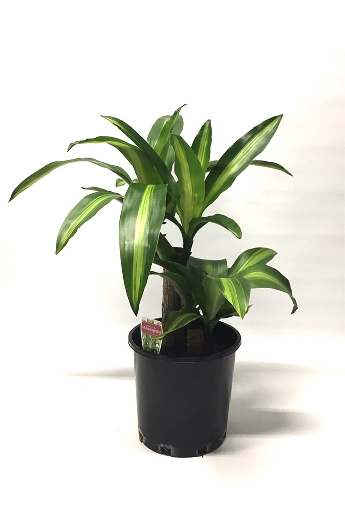 MD-Plant-Dracaena-Fragrans Port Melbourne Flowers