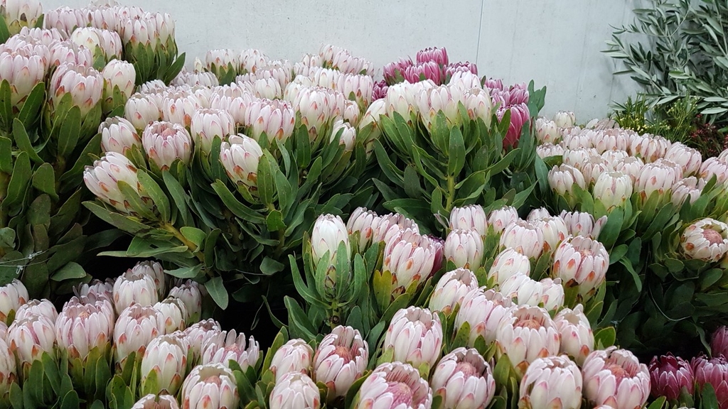 Proteas flower Port Melbourne Flowers