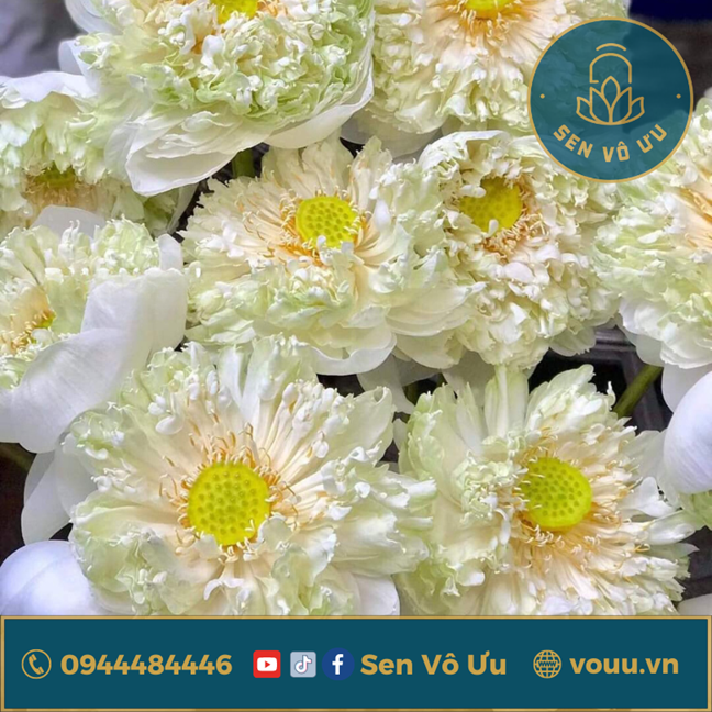 Giống Sen Quan Âm - Cách Chăm Sóc, Kỹ Thuật Trồng và Lợi Ích Đáng Kể
