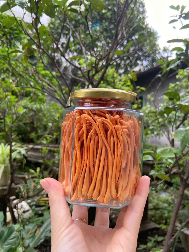 Nấm Đông Trùng Hạ Thảo Khô