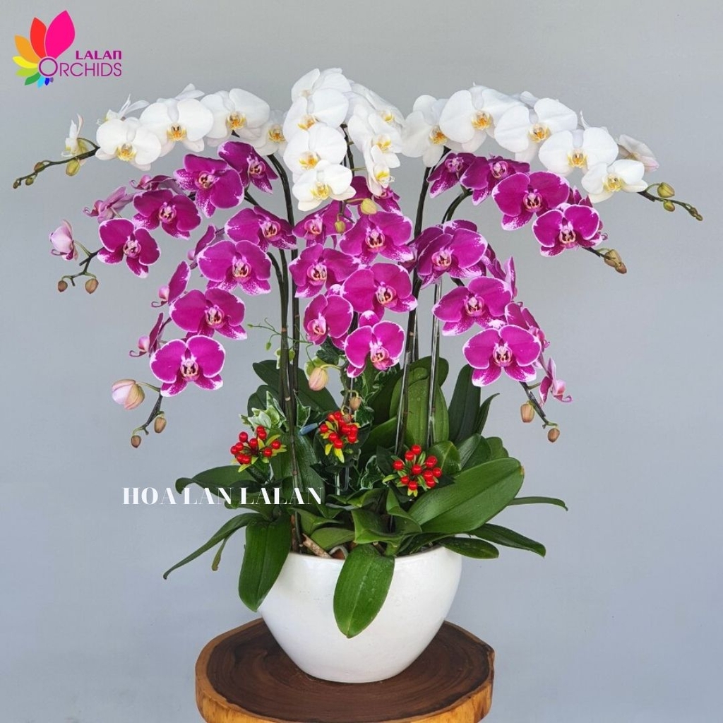 Lan hồ điệp trắng và tím 8 cành sang trọng hoalanlalan.com Lan Hồ Điệp Trắng Và Tím 8 Cành Sang Trọng Hoalanlalan.Com