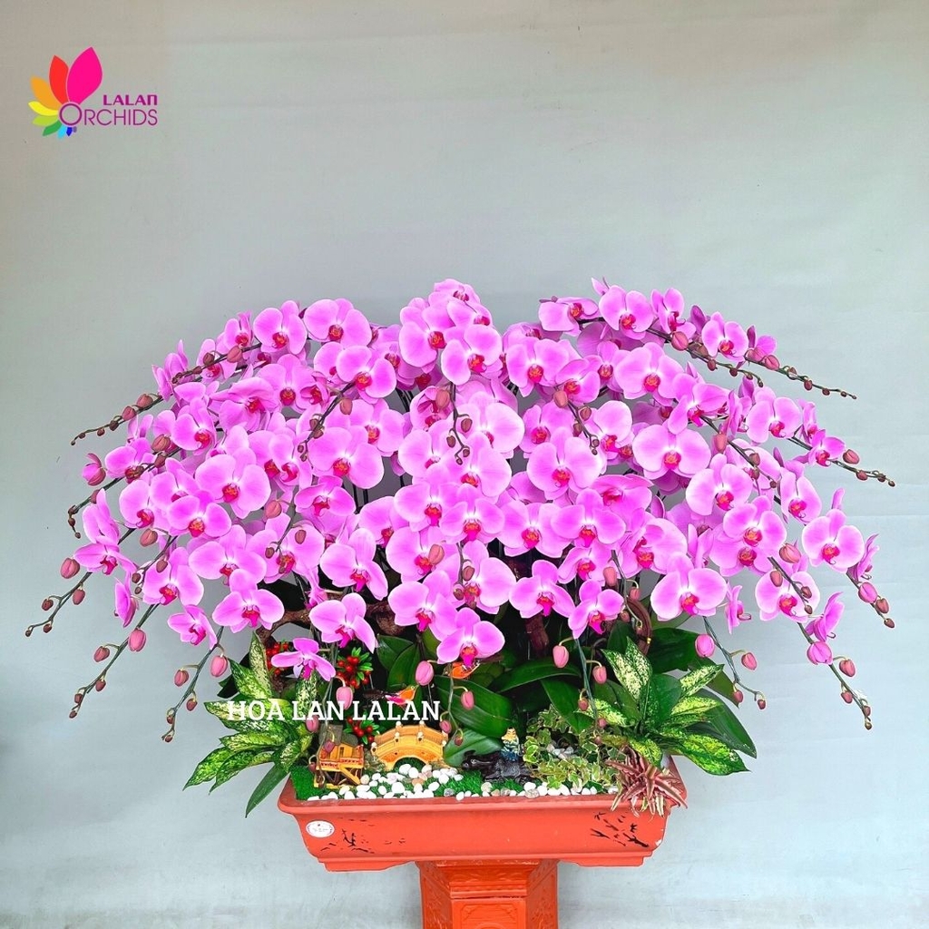 Lan hồ điệp hồng bonsai tặng sinh nhật - LHD 376 hoalanlalan.com Lan Hồ Điệp Hồng Bonsai Tặng Sinh Nhật - Lhd 376 Hoalanlalan.Com