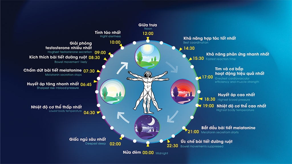 Ảnh hưởng của nhịp độ sinh học đến hoạt động của con người