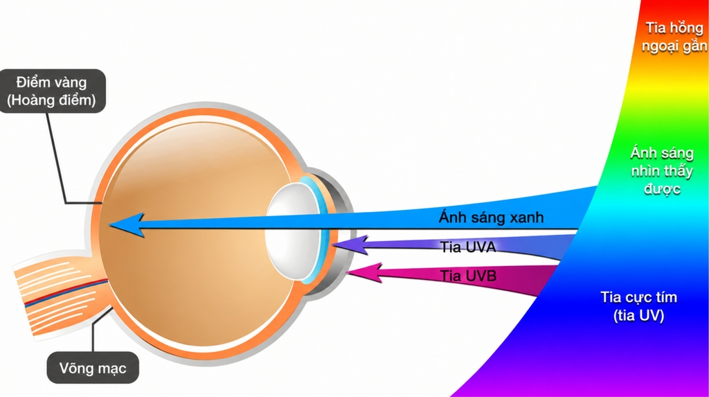 Ánh sáng xanh làm tăng nguy cơ thoái hóa điểm vàng