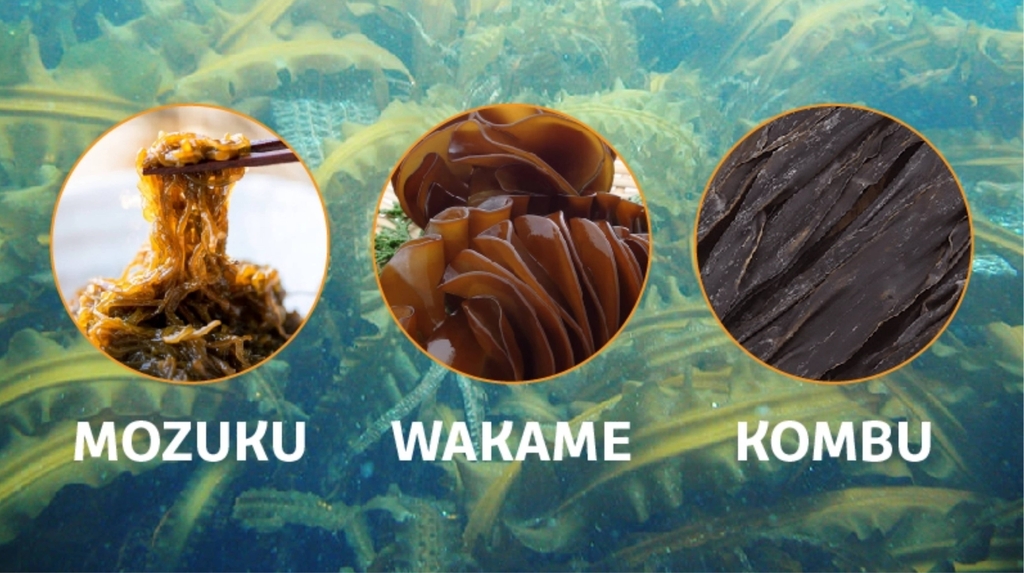 Fucoidan là gì và có trong những thực phẩm nào?