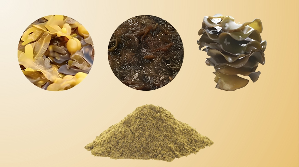Hoạt chất Fucoidan là gì?