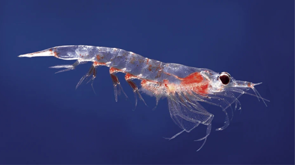 Krill Oil là gì và có nguồn gốc từ đâu?