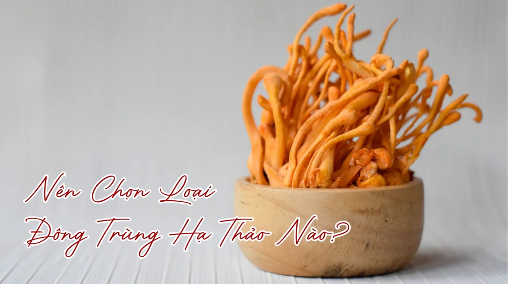 Nên chọn loại đông trùng hạ thảo nào?