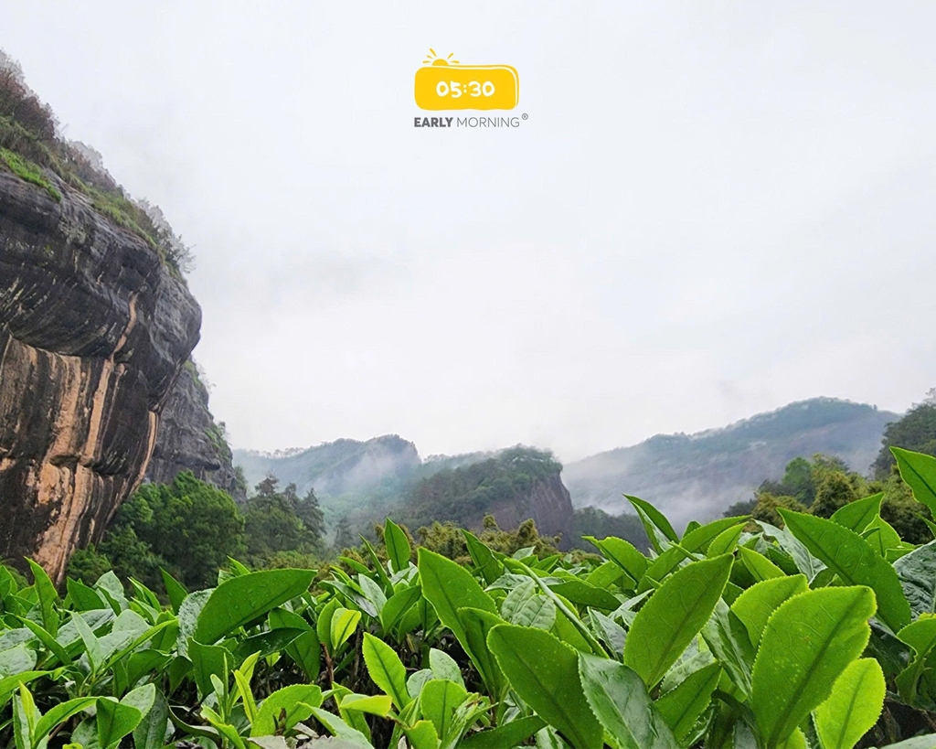 Hình đồi trà oolong
