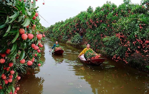 Vải Thiều Thanh Hà