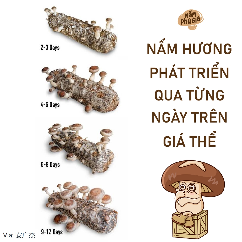 Nấm hương Phú Gia: nguyên liệu dinh dưỡng, tăng cường sức khỏe từ thiên nhiên