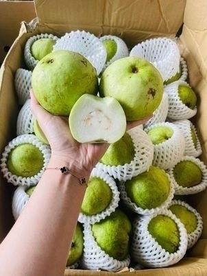 ỔI TƯƠI