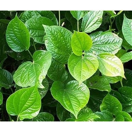 LÁ LỐT 500g