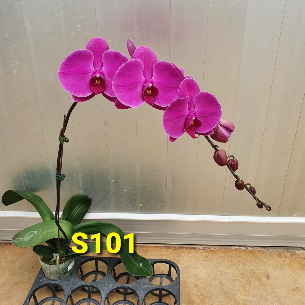LHD tím đậm S101