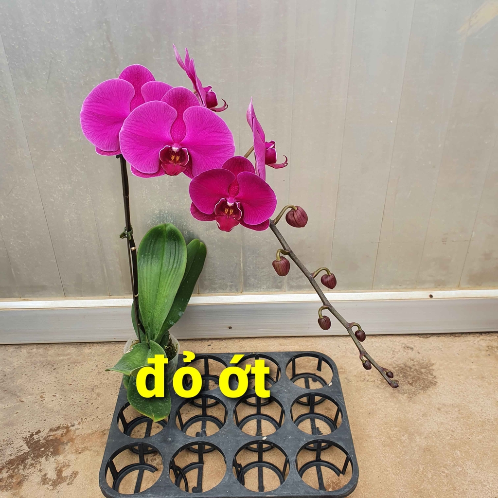 LHD tím đậm Đỏ Ớt