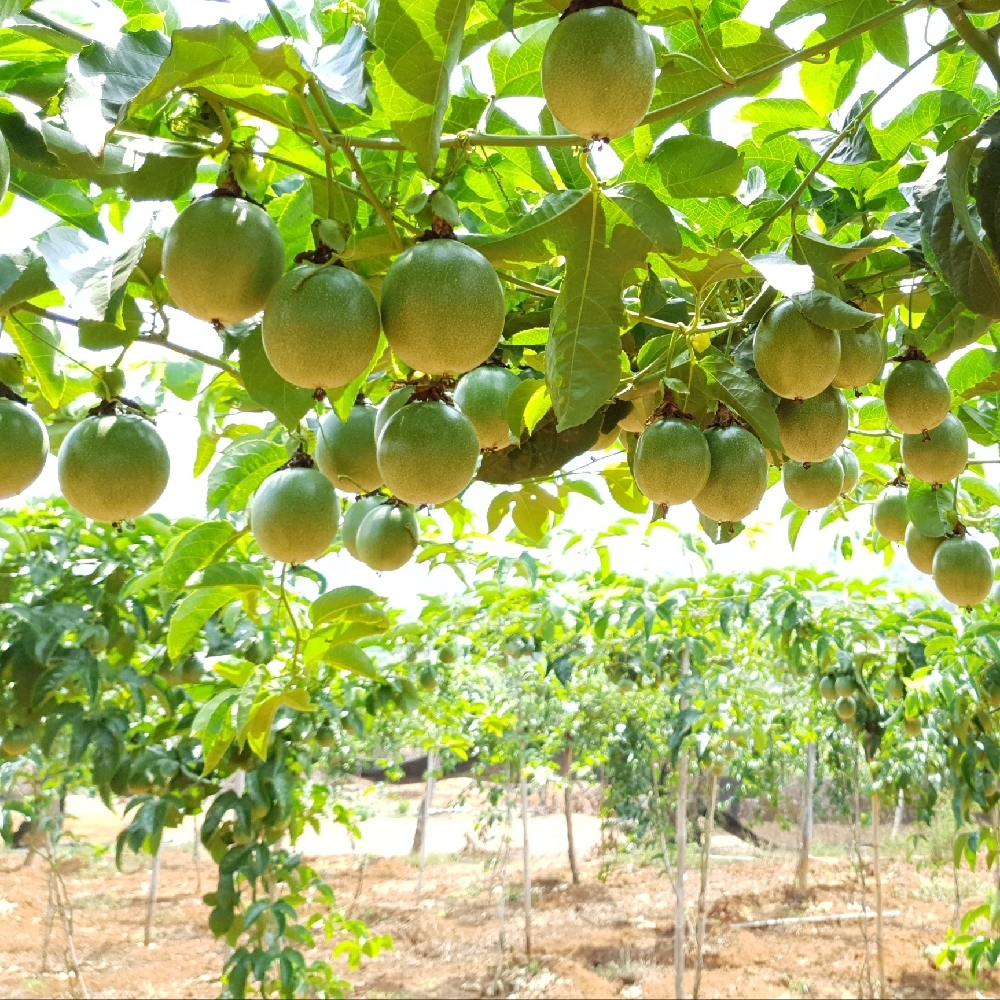 Cây giống chanh dây