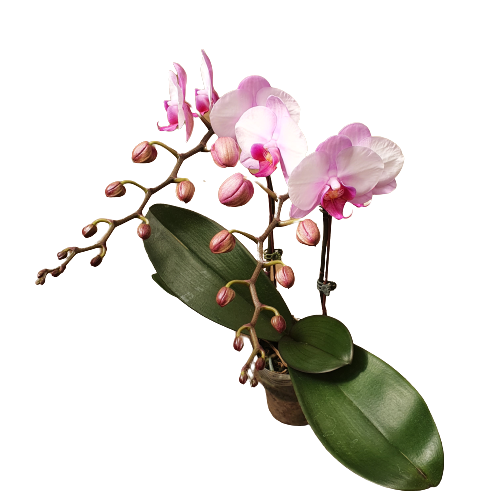 LHĐ mini trung 1732