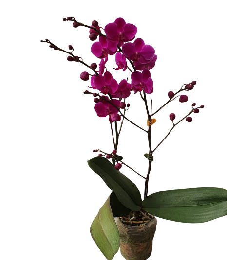 LHĐ Mini QB - mãn thiên hồng