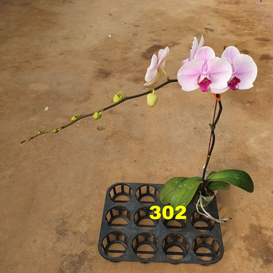 LHĐ hồng 302