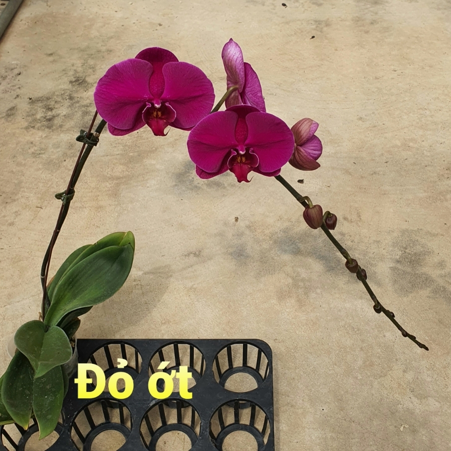 LHD tím đậm Đỏ Ớt