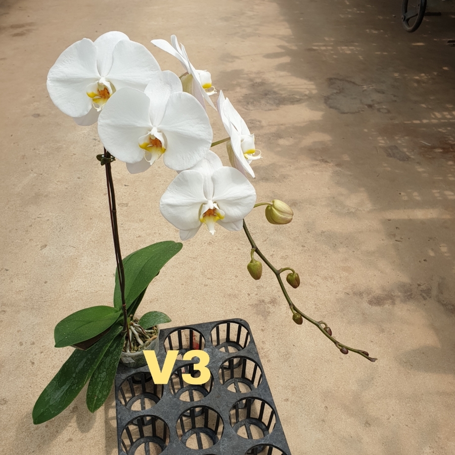 LHĐ V3