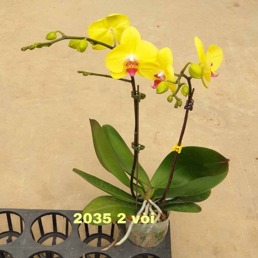 LHĐ 2035