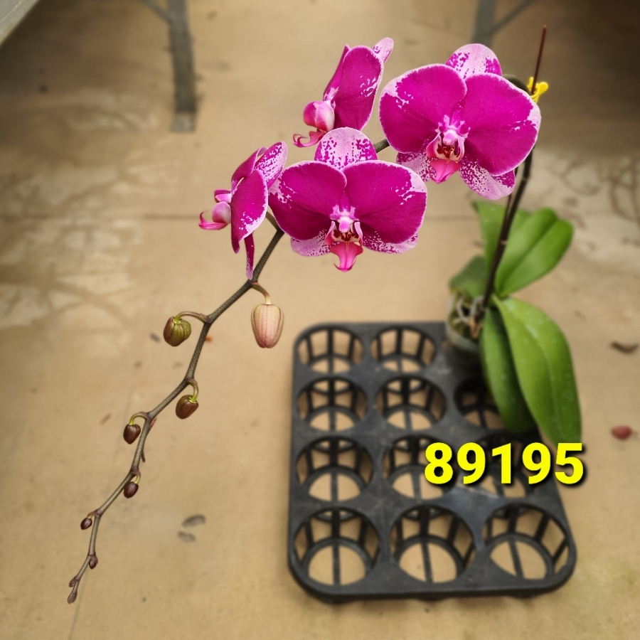 LHĐ 89195