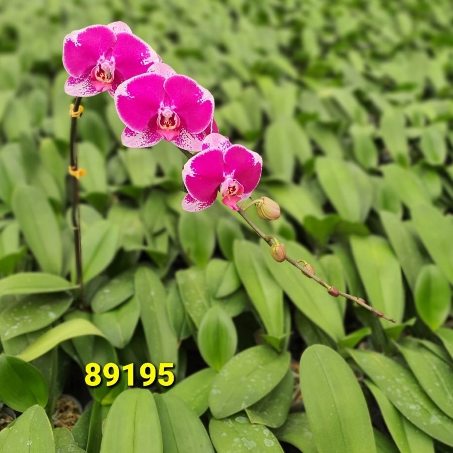 LHĐ 89195