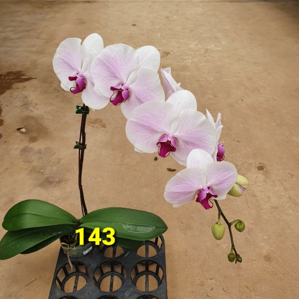LHĐ 143