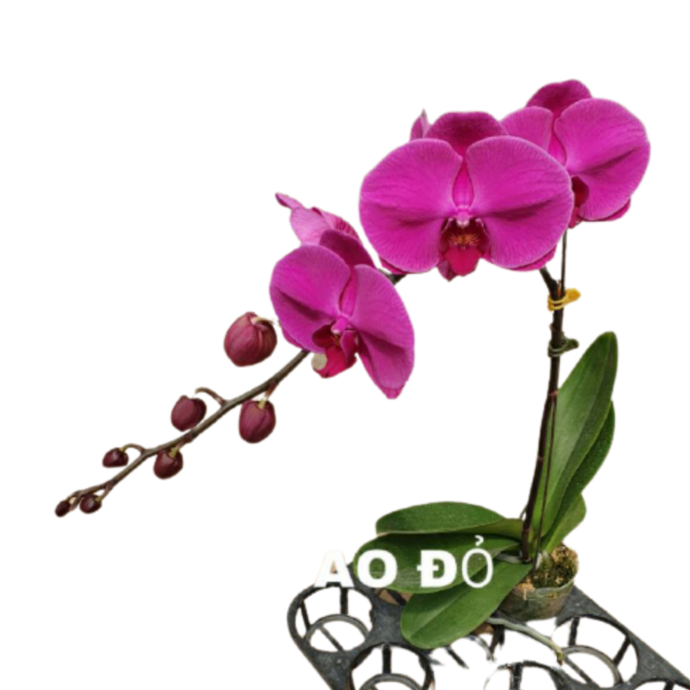 LHĐ Tím Đào Đỏ