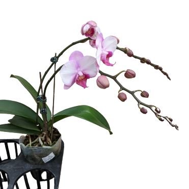 LHĐ mini trung 1732