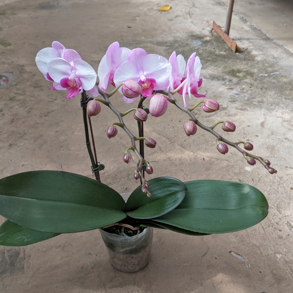 LHĐ mini trung 1732