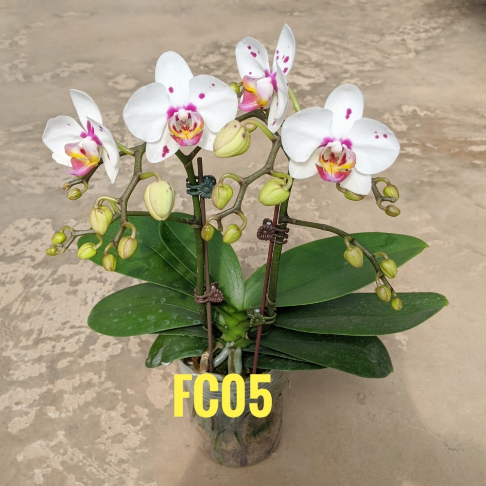 LHĐ mini FC05
