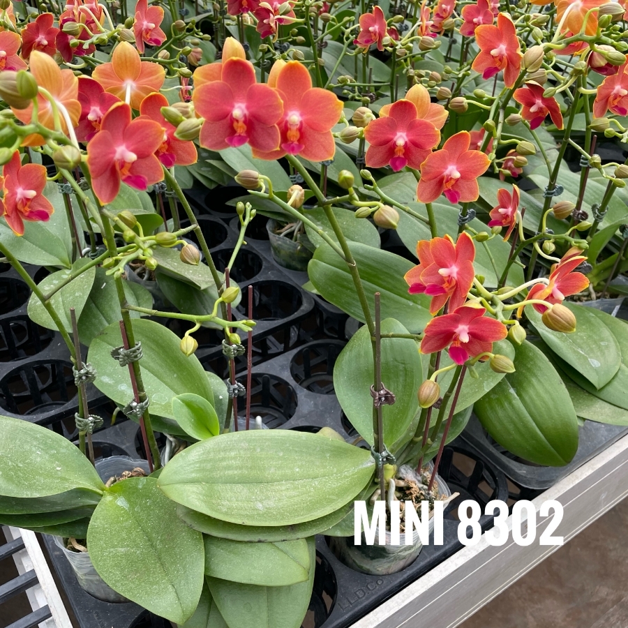 LHĐ mini 8302