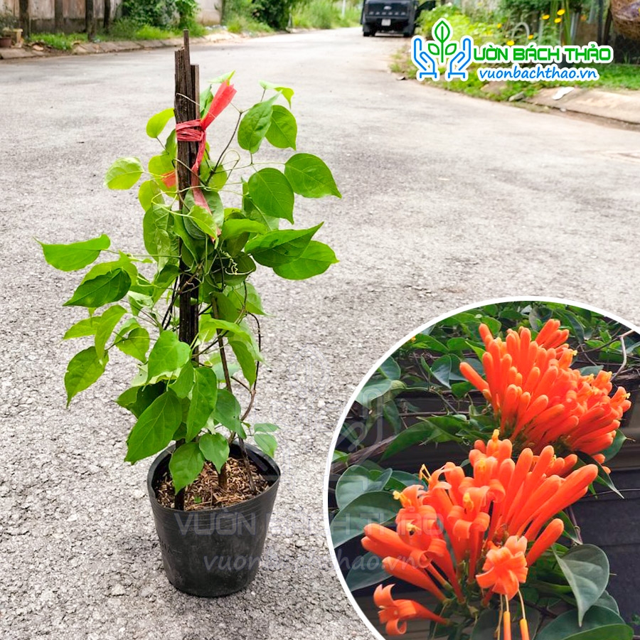 Cây Hoa Chùm Ớt (Rạng Đông) | Vườn Bách Thảo
