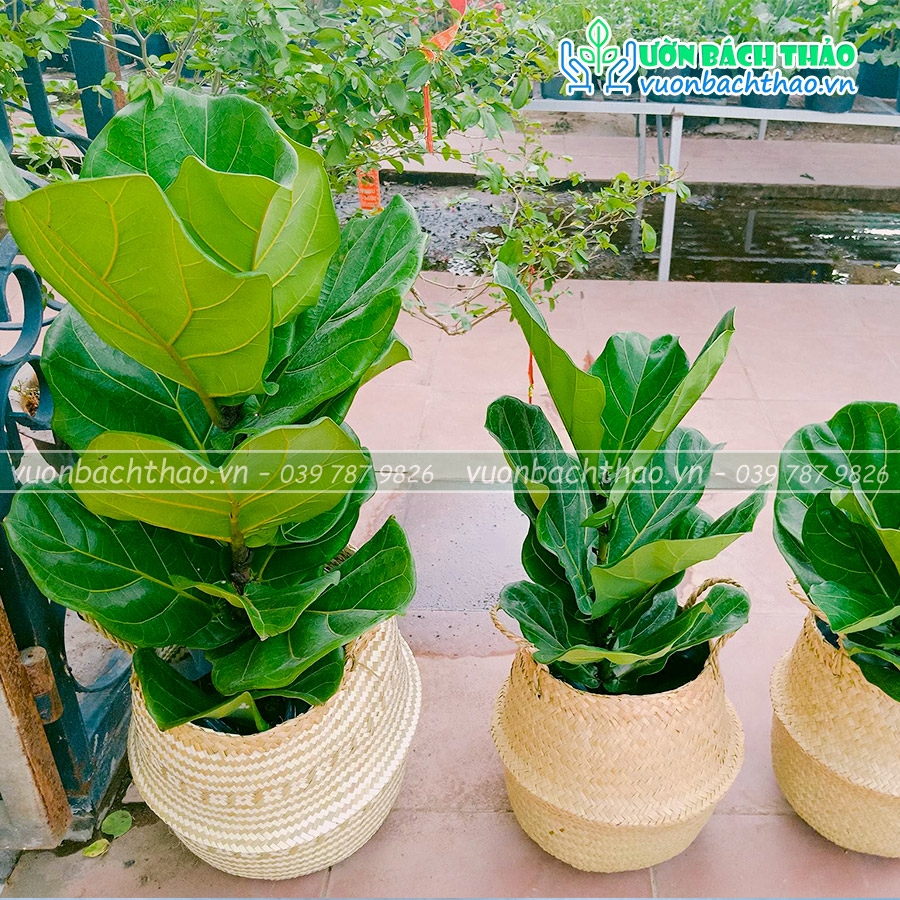 Cây Bàng Singapore Để Sàn | Vườn Bách Thảo