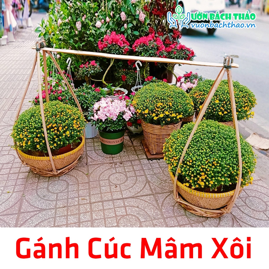 Gánh Cúc Mâm Xôi Trang Trí Tiểu Cảnh Tết | Vườn Bách Thảo