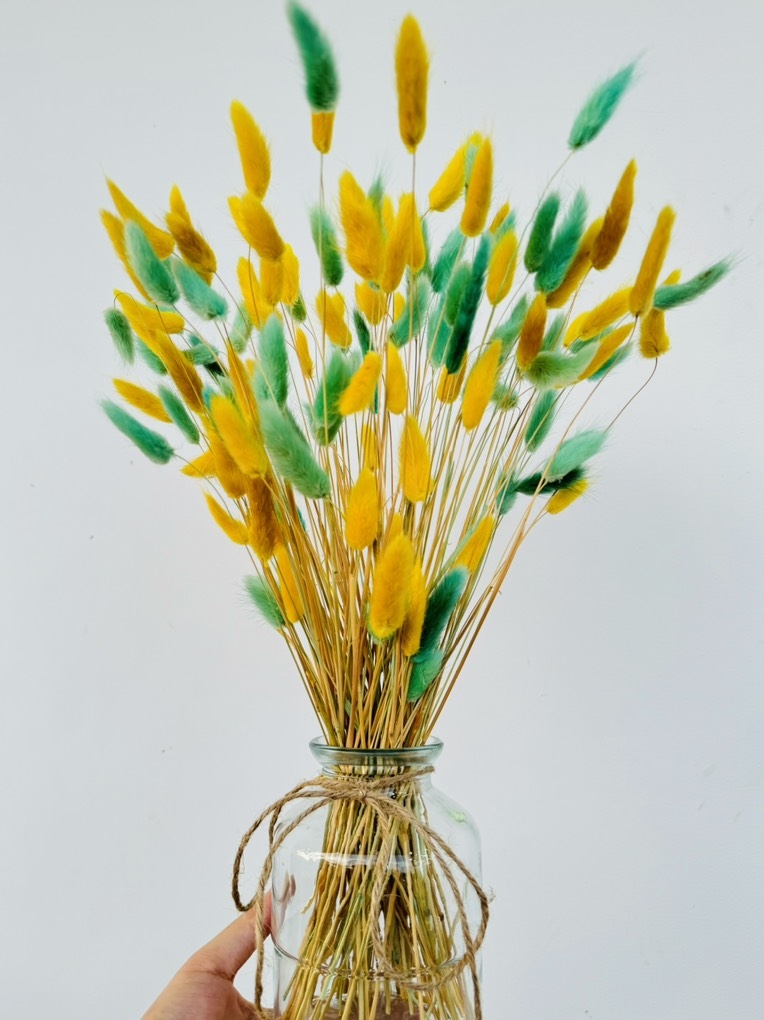 Chậu Hoa Đuôi Thỏ Nhiều Màu Decor Siêu Xinh (3)